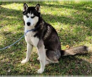 Siberian Husky Dogs for adoption in Houston, TX, USA