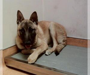 German Shepherd Dog-Unknown Mix Dogs for adoption in Martinez, CA, USA