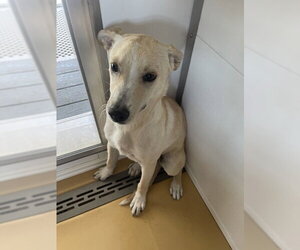 Siberian Husky Dogs for adoption in San Bernardino, CA, USA