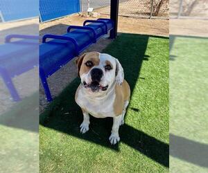 American Bulldog-Unknown Mix Dogs for adoption in HESPERIA, CA, USA