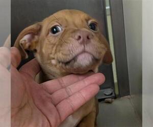 American Pit Bull Terrier-Unknown Mix Dogs for adoption in Sacramento, CA, USA