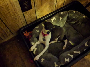 Italian Greyhound Dogs for adoption in Norcross, GA, USA