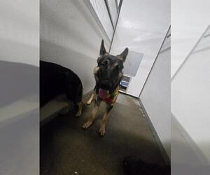 German Shepherd Dog Dogs for adoption in Stockton, CA, USA