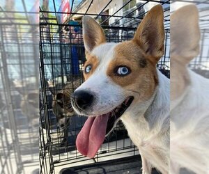 Beagle-Huskies  Mix Dogs for adoption in Bakersfield, CA, USA