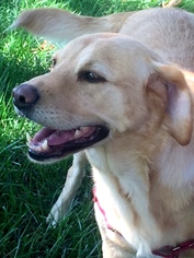 Golden Labrador Dogs for adoption in Lincoln, NE, USA