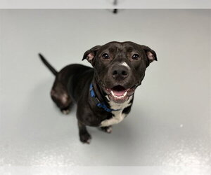 Mutt Dogs for adoption in St. Cloud, FL, USA