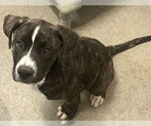 Boxer-Unknown Mix Dogs for adoption in Sterling, MA, USA
