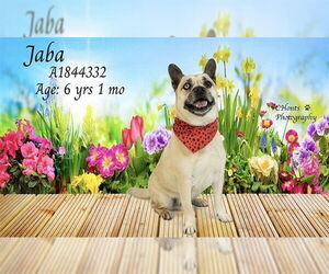 French Bulldog-Siberian Husky Mix Dogs for adoption in Riverside, CA, USA