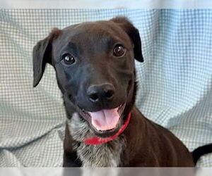 Australian Shepherd-Unknown Mix Dogs for adoption in Pueblo, CO, USA