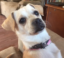 Chiranian Dogs for adoption in Lansing, MI, USA