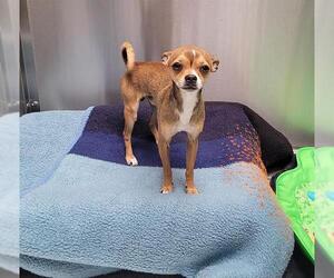 Chihuahua Dogs for adoption in Orange, CA, USA