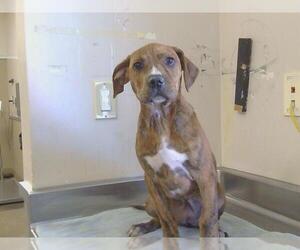 American Pit Bull Terrier-Unknown Mix Dogs for adoption in Sacramento, CA, USA