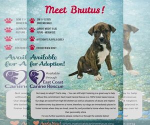 Boxer-Unknown Mix Dogs for adoption in pomfret, CT, USA