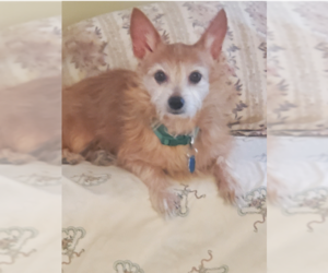 Mutt Dogs for adoption in Vail, AZ, USA