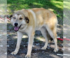Alaskan Husky-Unknown Mix Dogs for adoption in Marion, KY, USA