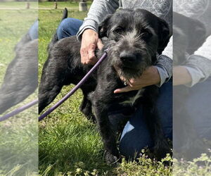 Mutt Dogs for adoption in Greenbelt, MD, USA