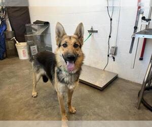 German Shepherd Dog Dogs for adoption in Corona, CA, USA