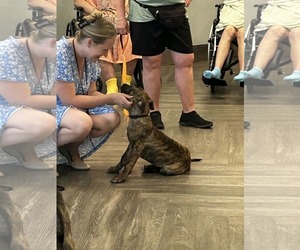 Mutt Dogs for adoption in Woodbury, NY, USA