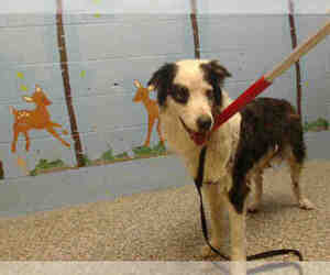 Border Collie Dogs for adoption in San Bernardino, CA, USA