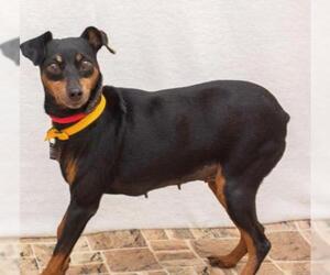 Miniature Pinscher Dogs for adoption in Cincinnati, OH, USA