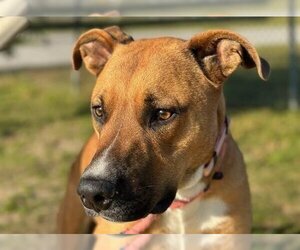 Black Mouth Cur-Unknown Mix Dogs for adoption in Ocala, FL, USA