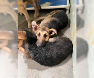 German Shepherd Dog-Unknown Mix Dogs for adoption in Stockton, CA, USA