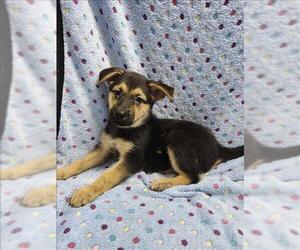 German Shepherd Dog-Unknown Mix Dogs for adoption in Conroe, TX, USA