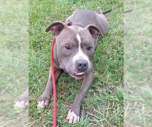 American Staffordshire Terrier Dogs for adoption in Fort Lauderdale, FL, USA