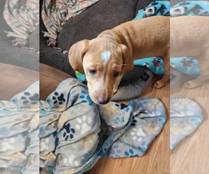 American Foxhound Dogs for adoption in Tampa, FL, USA