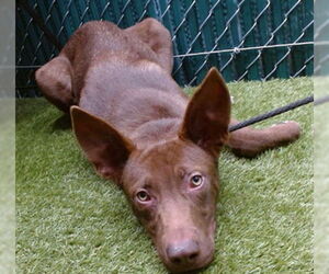 German Shepherd Dog Dogs for adoption in Downey, CA, USA