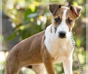 Sheprador Dogs for adoption in El Cajon, CA, USA