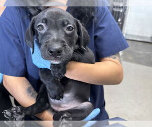 American Pit Bull Terrier-Unknown Mix Dogs for adoption in San Bernardino, CA, USA