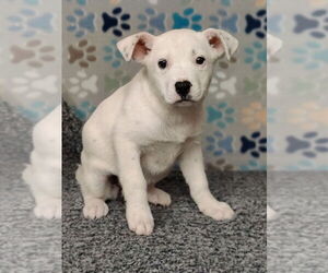 Mutt Dogs for adoption in Talladega, AL, USA