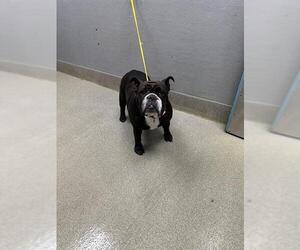 Bulldog-Unknown Mix Dogs for adoption in Las Vegas, NV, USA