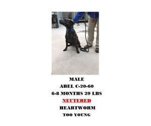 Mutt Dogs for adoption in Chester, SC, USA