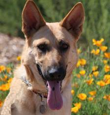 Medium Photo #1 German Shepherd Dog Puppy For Sale in San Diego, CA, USA