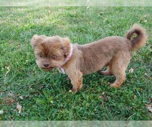 Shih Tzu Dogs for adoption in Lee's Summit, MO, USA