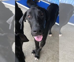 Great Dane Dogs for adoption in Palm Beach, FL, USA