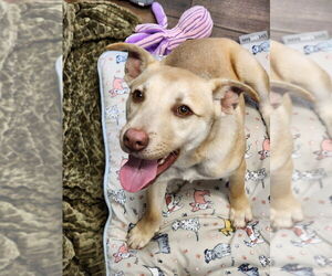 Labrador Retriever-Unknown Mix Dogs for adoption in Hilton Head, SC, USA