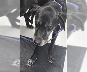 Labrador Retriever Dogs for adoption in Temple, TX, USA