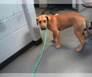 Redbone Coonhound Dogs for adoption in Charlotte, NC, USA
