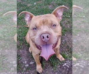 Bullypit Dogs for adoption in Lockport, NY, USA
