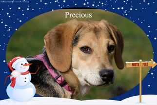 Medium Photo #1 Beagle Puppy For Sale in Wilmington, DE, USA