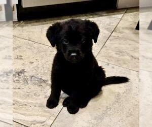 Labrador Retriever-Unknown Mix Dogs for adoption in San Diego, CA, USA