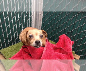 Chihuahua Dogs for adoption in Downey, CA, USA