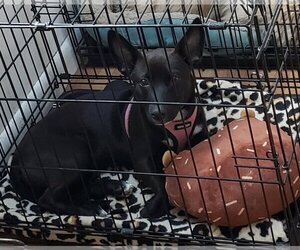 Rat Terrier-Unknown Mix Dogs for adoption in Jackson, NJ, USA