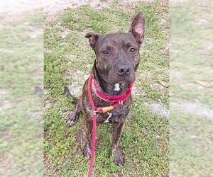 American Staffordshire Terrier Dogs for adoption in Fort Lauderdale, FL, USA