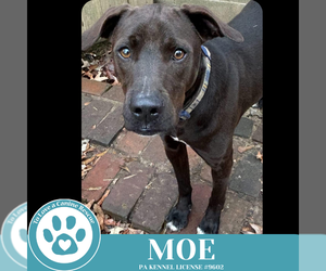 Labrador Retriever-Unknown Mix Dogs for adoption in Kimberton, PA, USA