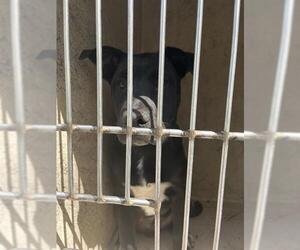 American Pit Bull Terrier-Unknown Mix Dogs for adoption in Oklahoma City, OK, USA