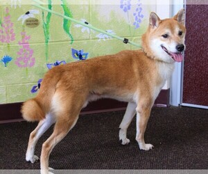 Shiba Inu Dogs for adoption in Waynesboro, PA, USA